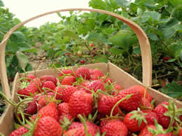récolte des fraises